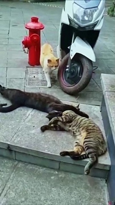 flirting black cat caught red handed by orange cat