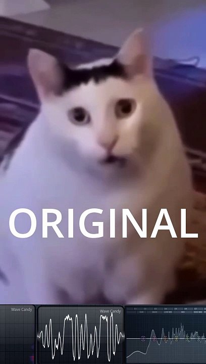Cat huh meme sound VARIATIONS analysis