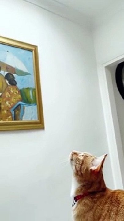 cat jump on fan the boys meme