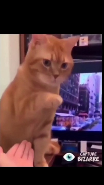 The cats -the boys memes cat version