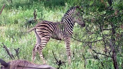 Les Adorables Bébés de la Savane _ Grandir Parmi les Prédateurs  - Documentair