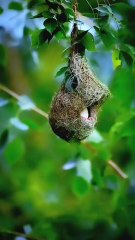 A mother love is whole, No matter how many times divided