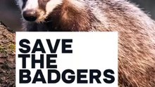 Save the Badgers!