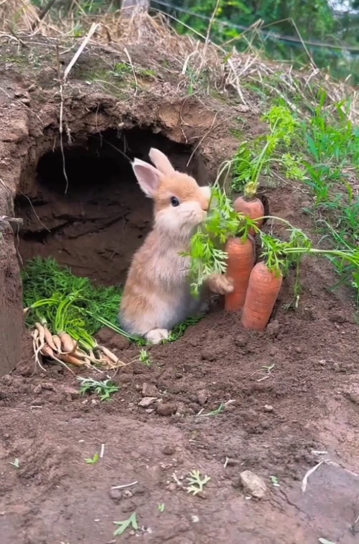 Funniest animals | cute animals | #animals #cuteanimals #funniestanimals #funnyanimals