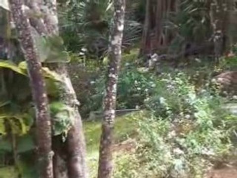 Guadeloupe - 11/04/2008 - Deshaies