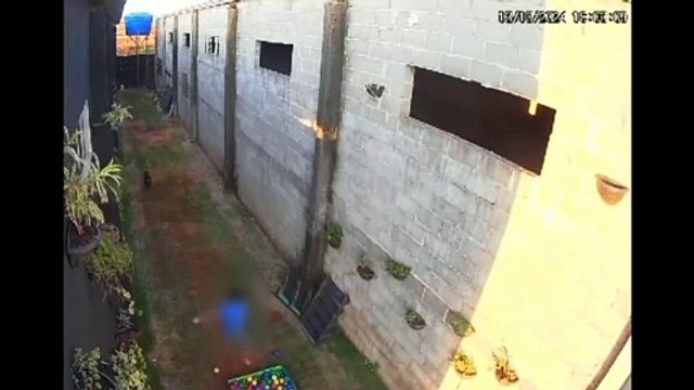 Criança de 9 anos invade hospital veterinário no Paraná e mata 23 animais