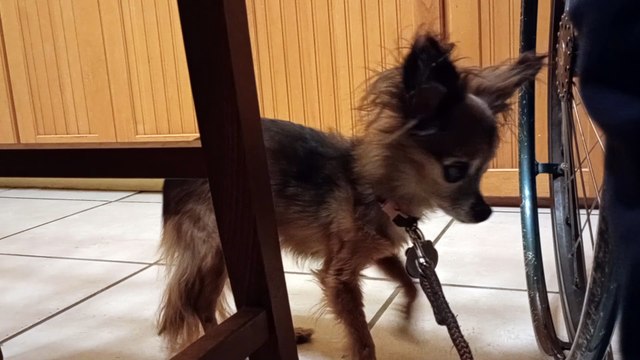 Villanova travelled round the kitchen island a few times tonight, walking on weak front right leg VID_20241014_205433772