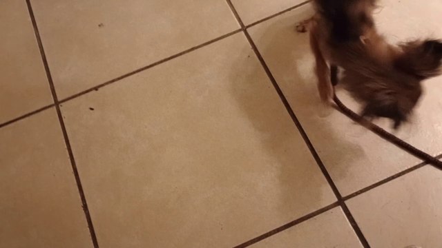 Villanova walks on weak front right leg some Starts 2 try using front right leg when walking more VID_20241012_202255831