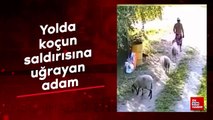 Yolda koçun saldırısına uğrayan adam