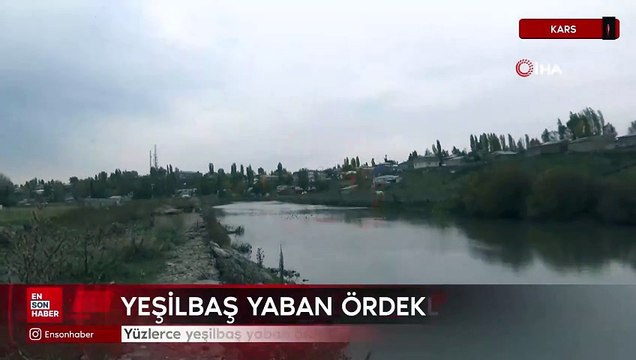Yüzlerce yeşilbaş yaban ördeği Kars Çayı'nda