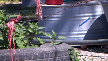 Exhortan a padres y escuelas a prevenir el dengue ante incremento de casos en la Región Centro