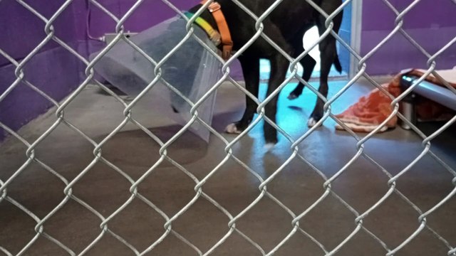 Lisa 1y Pet Id 945134 kennel 15 HSSAZ shelter young-energetic but she never barks despite glee by companionship VID_20241011_142209897