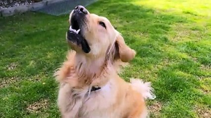 Pet bereavement facilitator helps owners decide when to euthanase old or ill animals