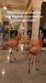 Group of Flamingos Roam Around Hotel