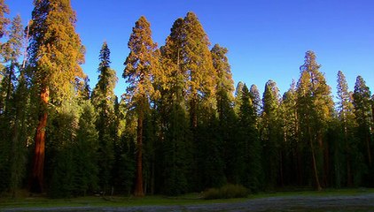 Sunrise Earth - Sequoia Light