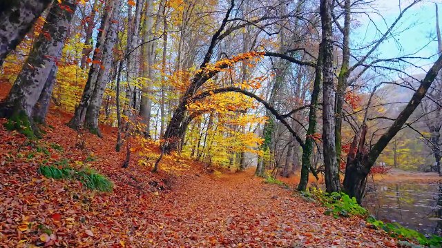 Autumn relax music - Beautiful relaxing music, calm music, study, work - 4K Video UltraHD