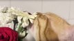 Cat Tries to Eat Flowers While Owner Tries to Stop Him