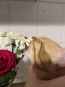 Cat Tries to Eat Flowers While Owner Tries to Stop Him