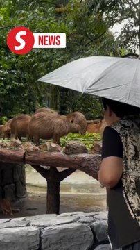 Flash floods: Zoo Negara animals safe, says its deputy president
