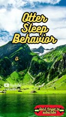 Animal Facts        Otter Sleep Behavior          #shorts