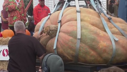 [나우쇼츠] "무려 1,120kg"...미국에서 가장 큰 호박은? / YTN