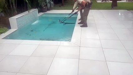 Homem encontra jacaré em piscina após passagem do furacão Milton