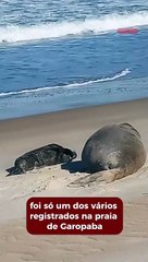 Operação é montada pra impedir perturbação de mãe e filhote de elefante marinho