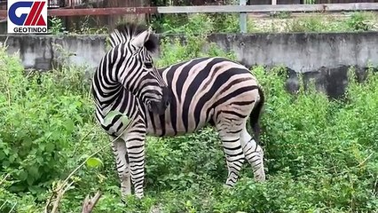 ANIMALS LIFE2
