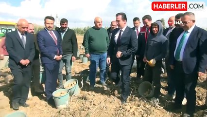 Ahlat'ta Patates Hasadı Başladı