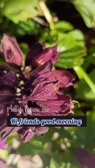 Good morning dear friends