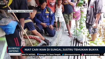 Niat Cari Ikan di Sungai, Justru Temukan Buaya