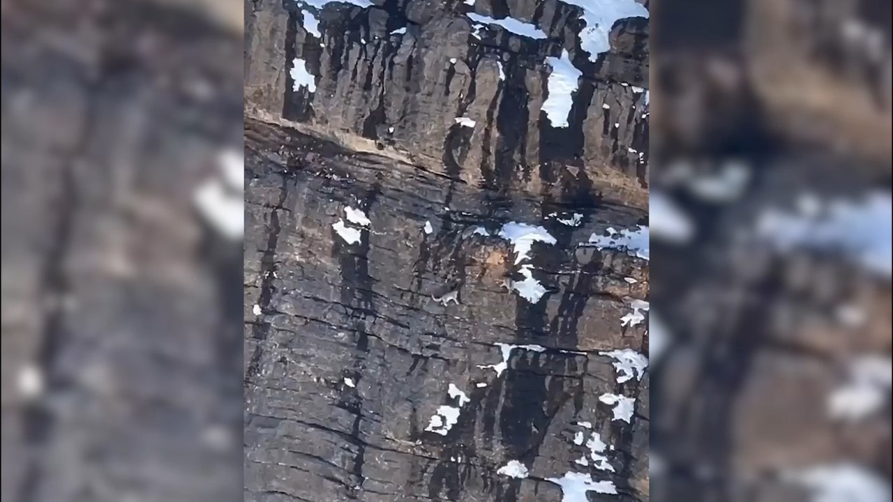 Logran grabar la carrera de dos leopardos de las nieves en un peligroso barranco