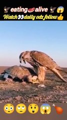falconeating alive | eagle vs falcon | eagle attack | #trending #viralvideo