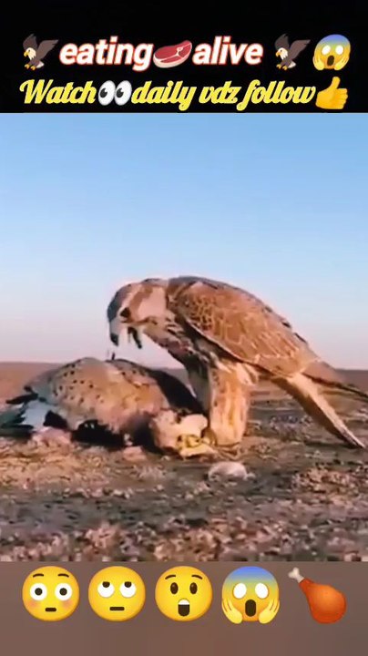 falconeating alive | eagle vs falcon | eagle attack | #trending #viralvideo