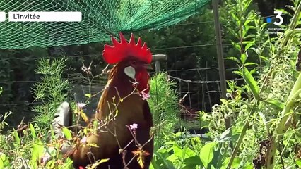 Coq accusé de chanter trop fort en Isère : "Quand on choisit la campagne, on choisit aussi ses inconvénients"
