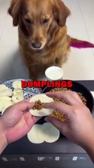 DOG LOVES DUMPLINGS! #pets #dogs