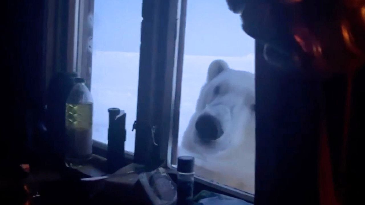 Eisbär späht mitten in der Nacht in einer abgelegenen Hütte nach Urlaubsgästen