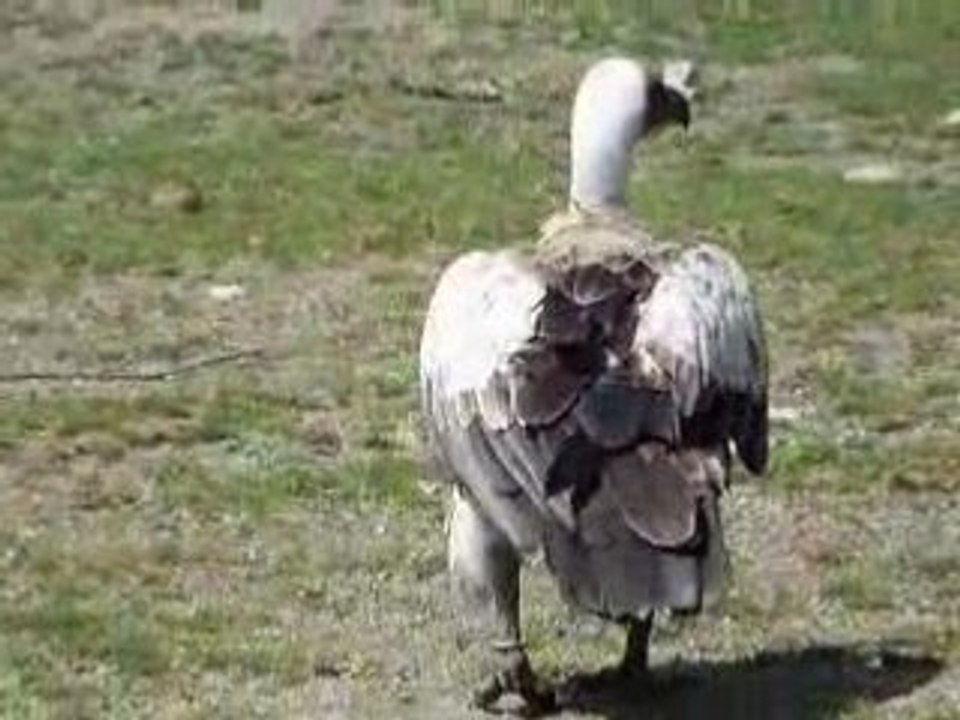 Vautour à dos blanc
