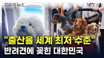 '개모차'부터 장례 서비스까지...반려견에 꽂힌 韓 [지금이뉴스] / YTN