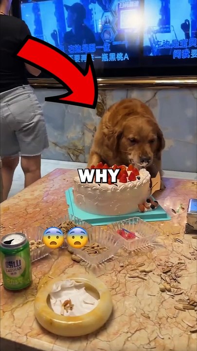 DOG STEALS CAKE! #pets #dogowner #dogs