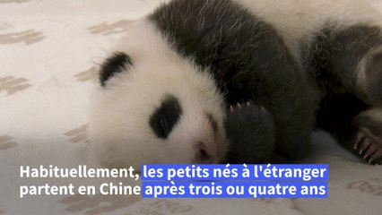 Des bébés pandas jumeaux au zoo de Berlin