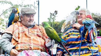 Bird lovers have 20 parrots - and regularly take them out and about town