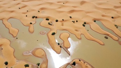 Las fuertes lluvias transforman el Sáhara en una alfombra verde llena de pequeños lagos