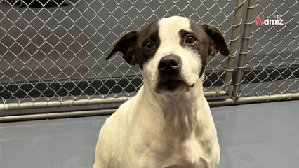 Un chien est retrouvé sur un parking : ce que révèle sa puce électronique est une surprise totale