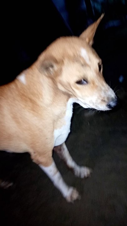 The dog is so sad