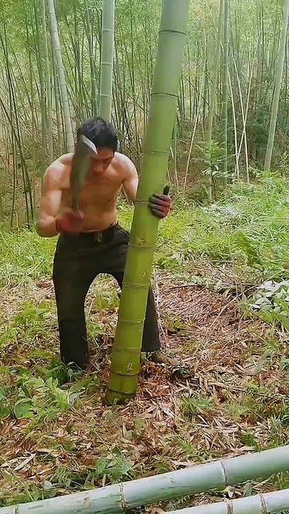 Chinese people use chainsaws to bamboo. Who can truly understand the hardships and sweat of these rural workers?