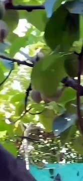 Peruvian sapote fruit