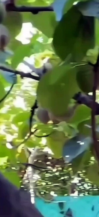 Peruvian sapote fruit