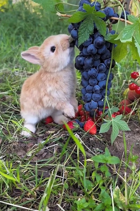 Funniest animals | cute animals | #animals #cuteanimals #funniestanimals #funnyanimals