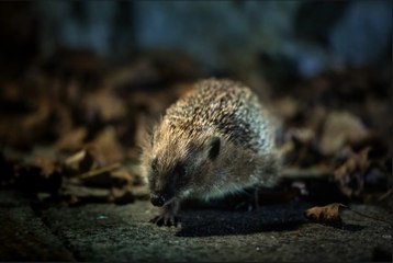 First ever National Hedgehog Conservation Strategy launched